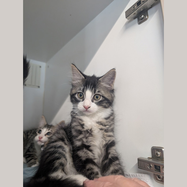 Photo of Clover