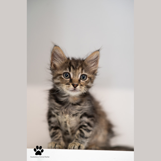 Photo of Greta And Gizmo