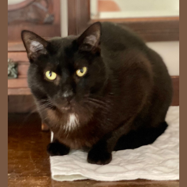 Photo of Batman Black