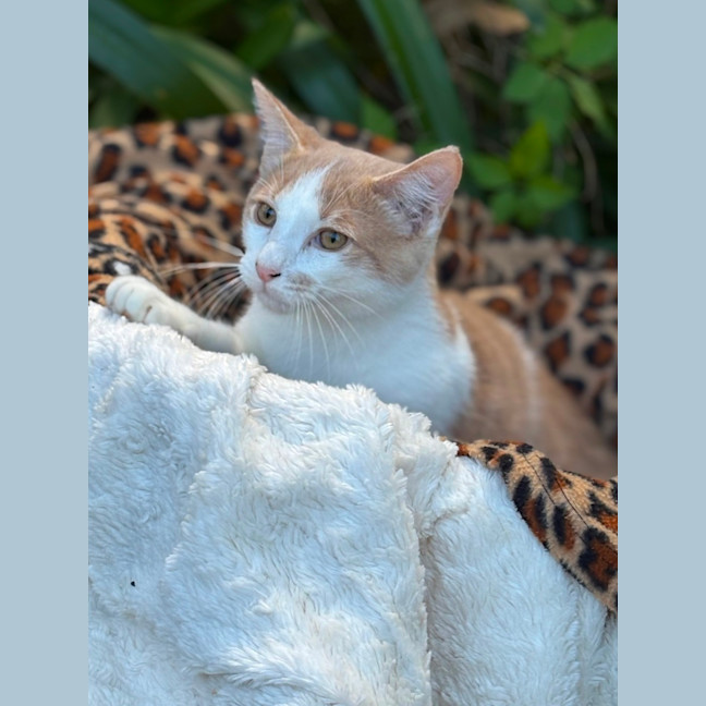 Photo of Cooper 💙🐾😺