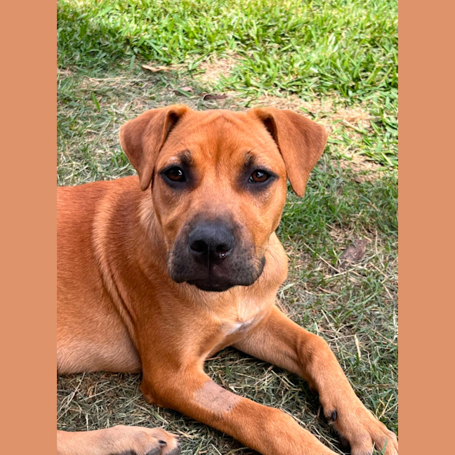 Photo of Josie   4 Month Old Mixed Breed