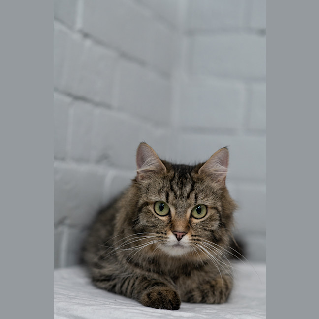 Photo of Dutchess