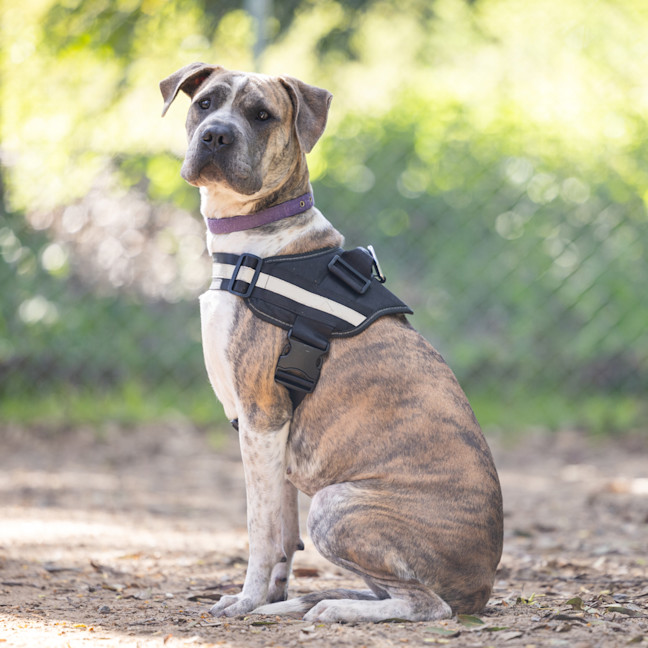 Photo of Bonnie