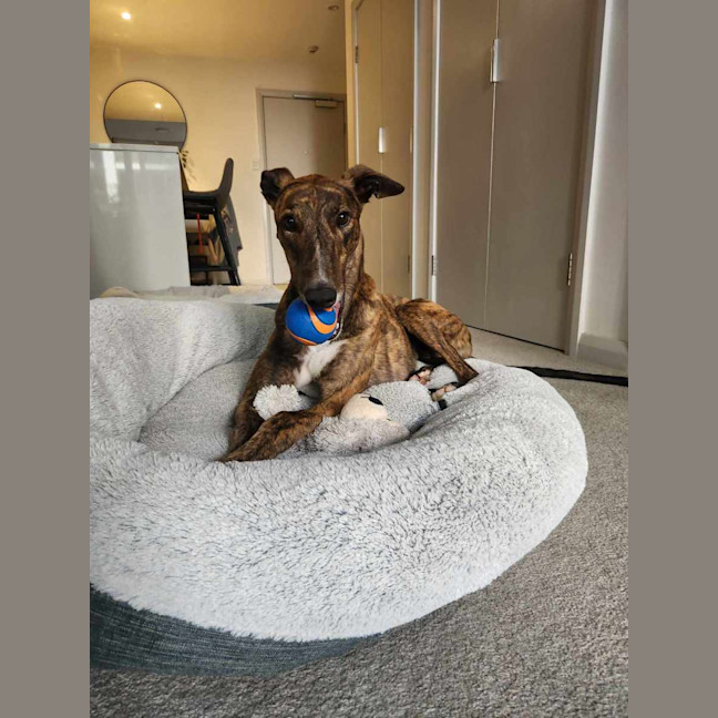 Photo of Tiger, The Adorable Greyhound