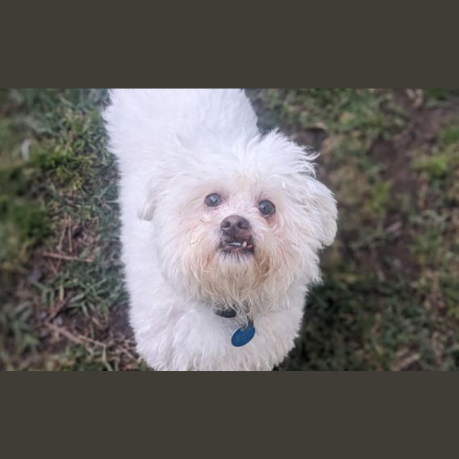 Photo of Gizmo