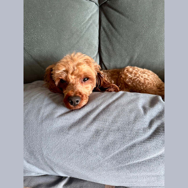 Photo of Buddy 