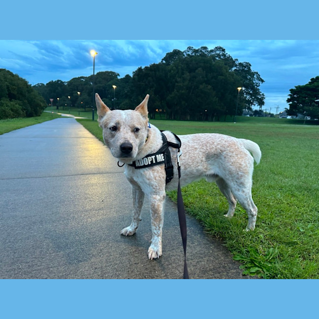 Photo of Jester   3yo Cattle Dog X 