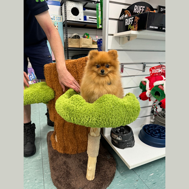 Photo of Astro