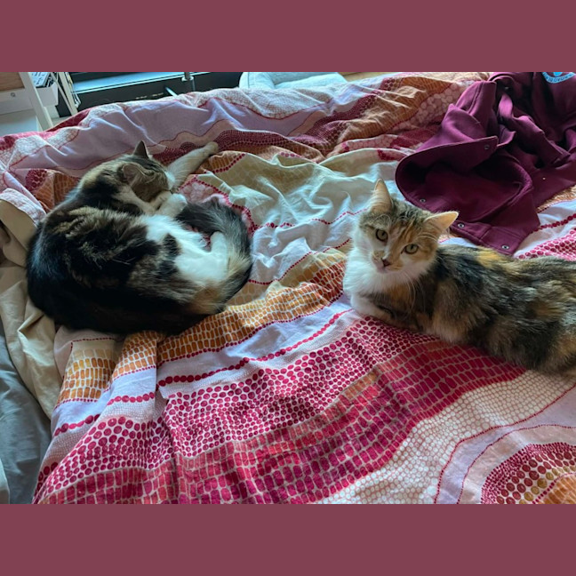 Photo of Tilly   In Foster In Bentleigh East