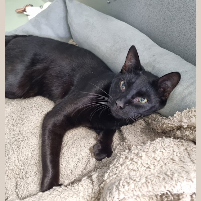 Photo of Frankie