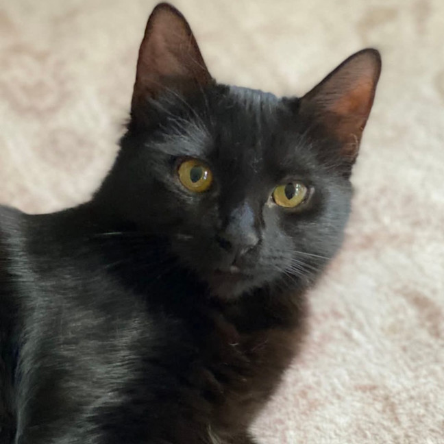 Photo of Pea
