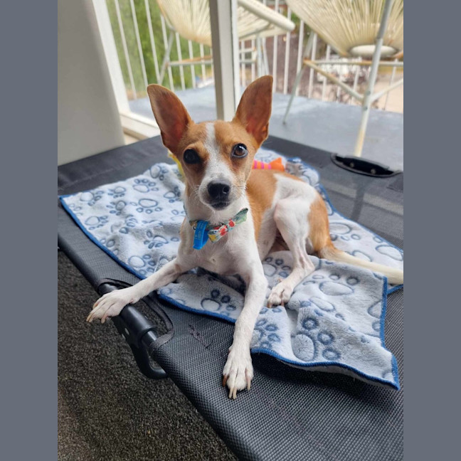Photo of Dizzy