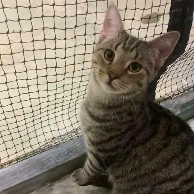 Photo of Bramble