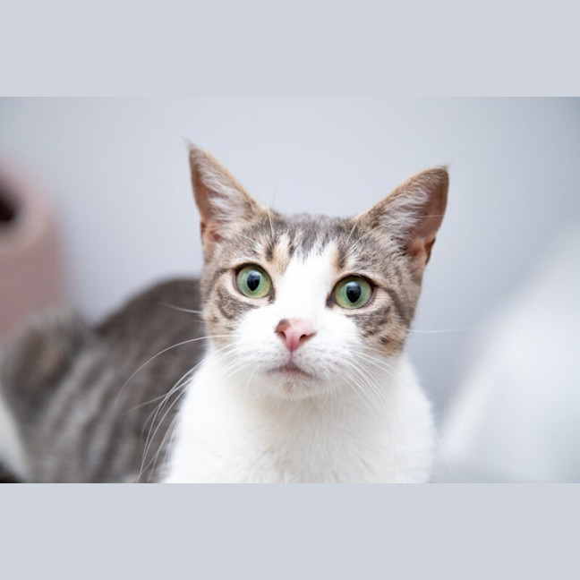 Photo of Pixie
