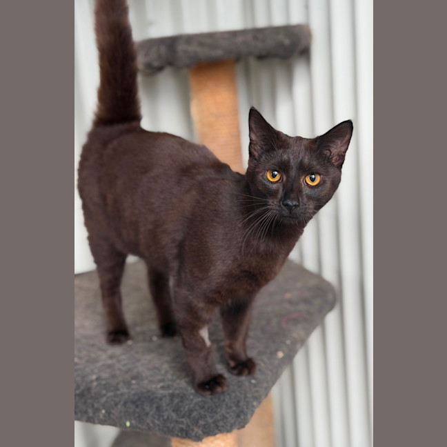 Photo of Flint
