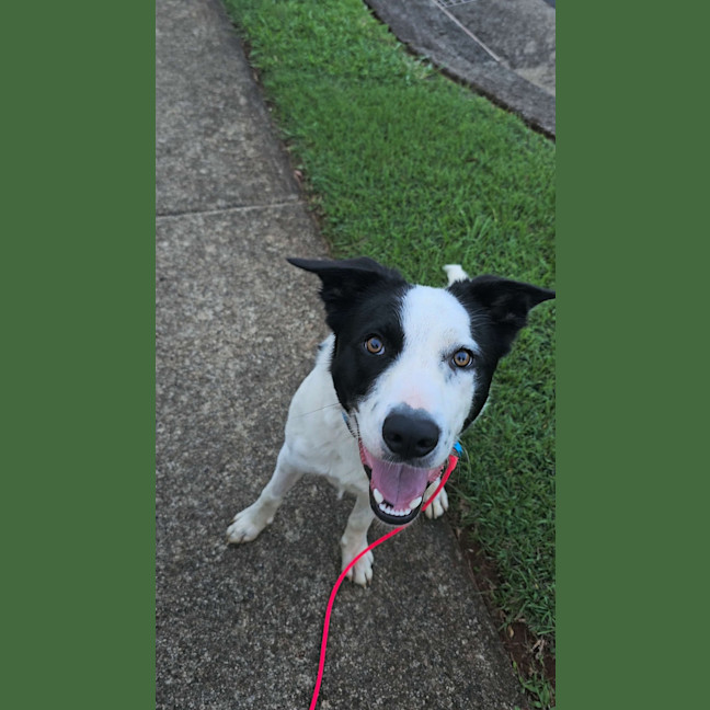 Photo of Alfie