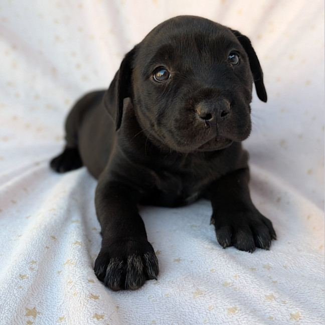 Photo of Bluey