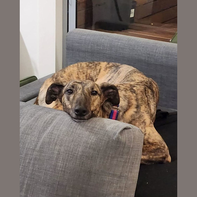 Photo of Sadie