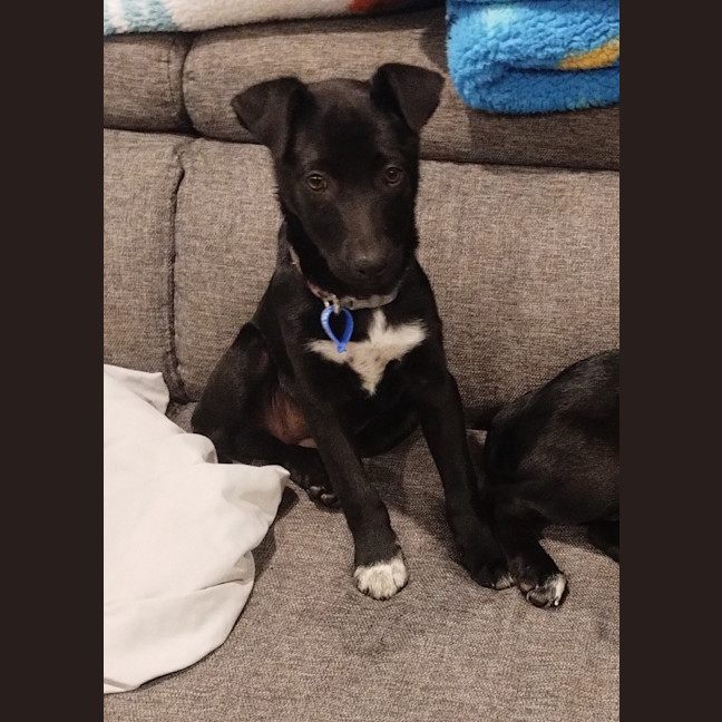 Photo of Nimona   4 Month Old Kelpie X (Trial)