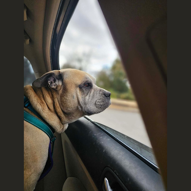 Photo of Diesel