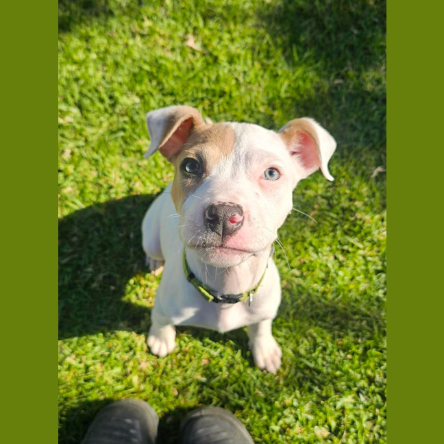 Photo of Spade