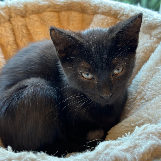 Photo of 🩷 Medina 🩷