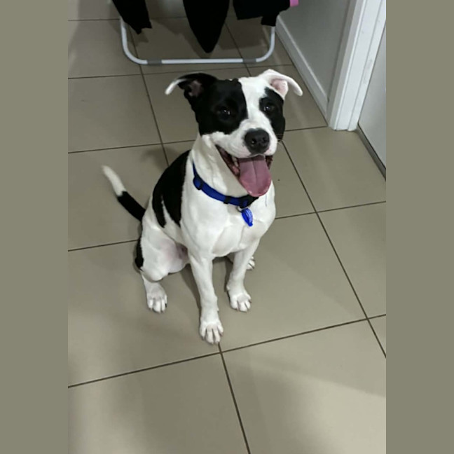 Photo of Tux   18 Month Old Staffy X