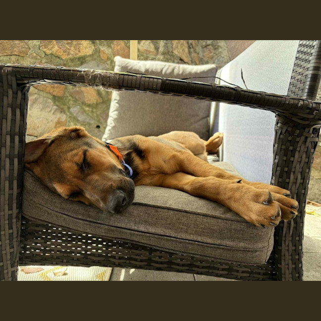 Photo of Emerald   5 Month Old German Shepherd X