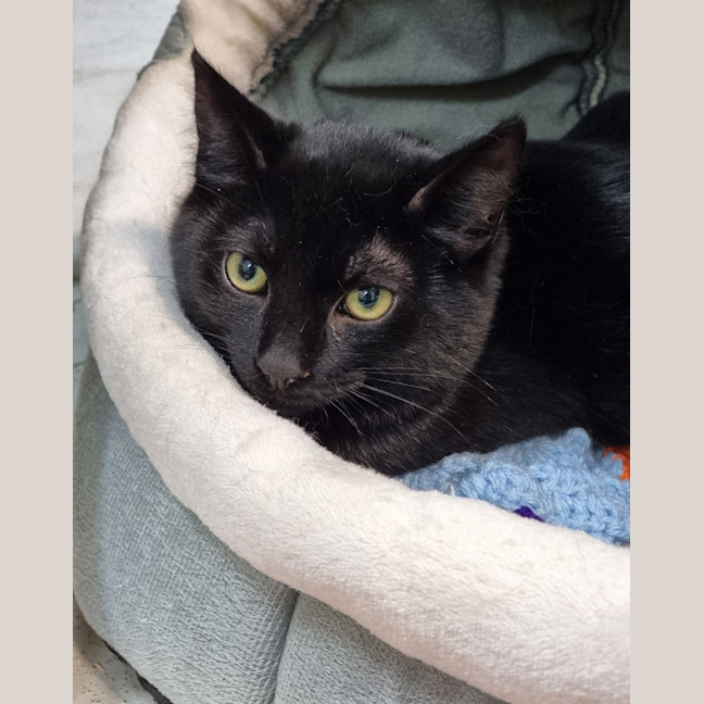 Photo of Jarvis (Bonded With Grayce)