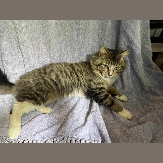 Photo of Sebastian * 9 Lives Project Rescue*