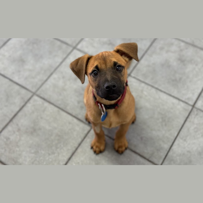 Photo of Ranger