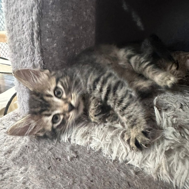 Photo of Griffin