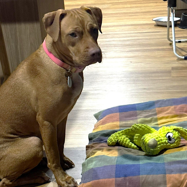 Photo of Clover