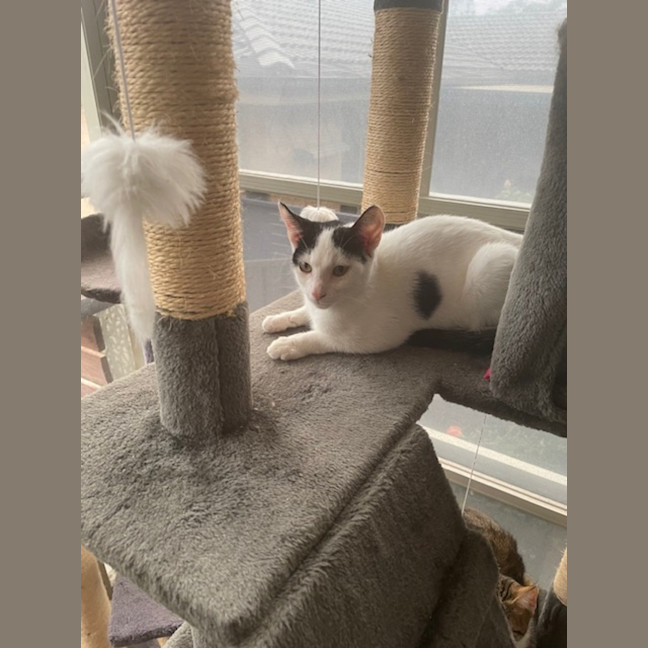 Photo of Julien   9 Month Old Domestic Short Hair