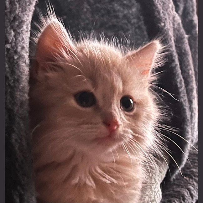 Photo of Chonk 