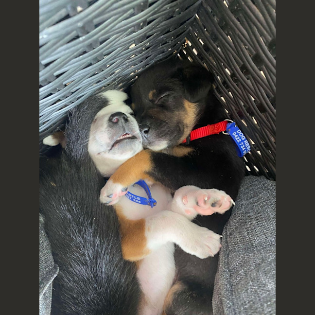 Photo of Basil   4 Month Old Kelpie X (Trial)