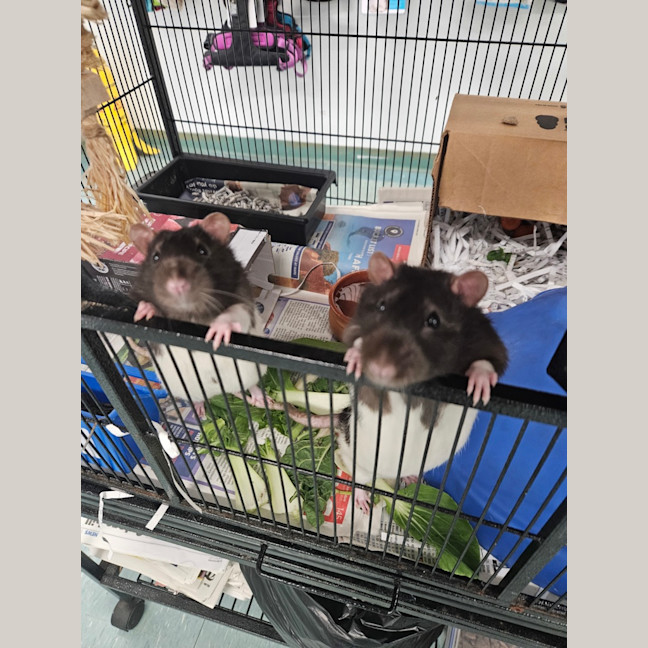 Photo of Pickle 