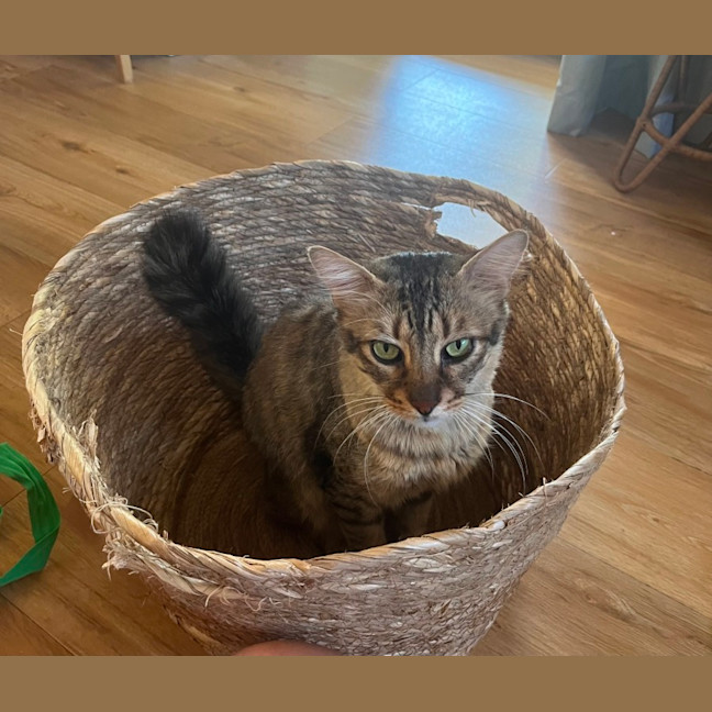 Photo of Mushroom (Mushy)