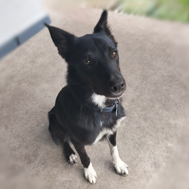 Photo of Bhoot   Assisted Rehome