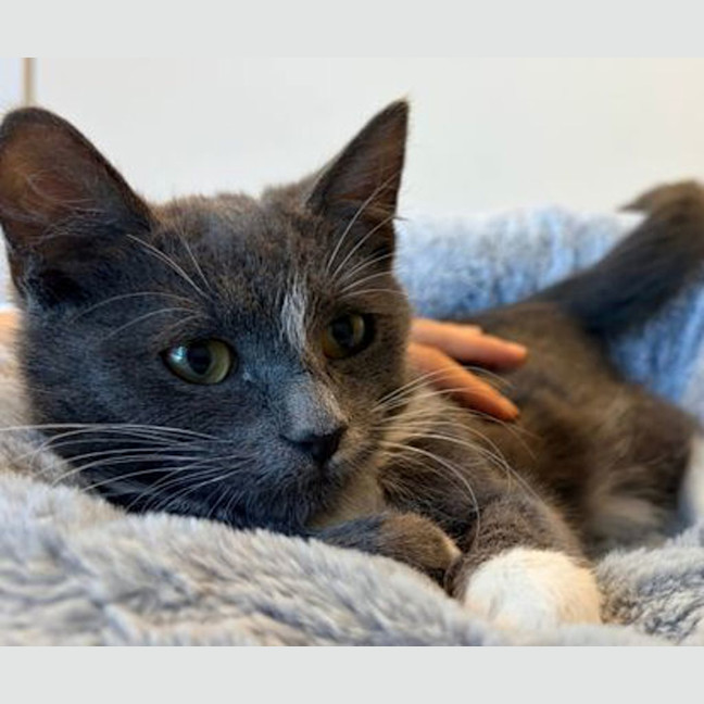 Photo of Earl Grey Matcha