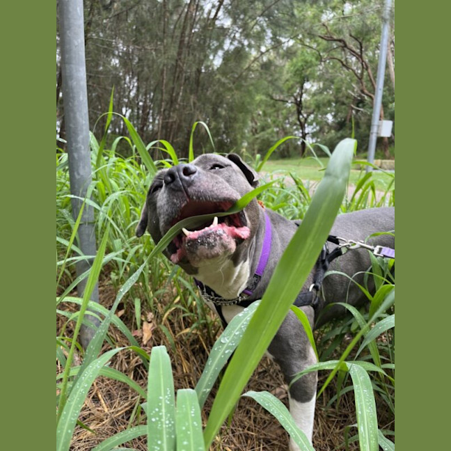 Photo of Purple