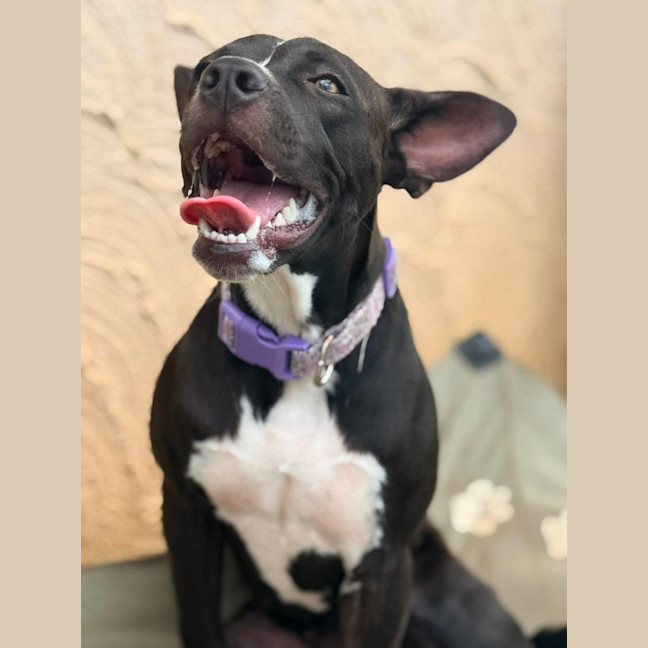 Photo of Fifi