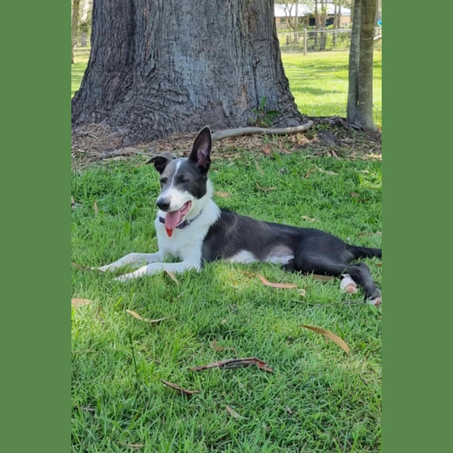 Photo of Grayson (Was Greyworm)