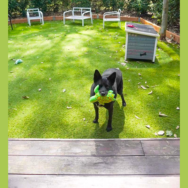 Photo of Roxy