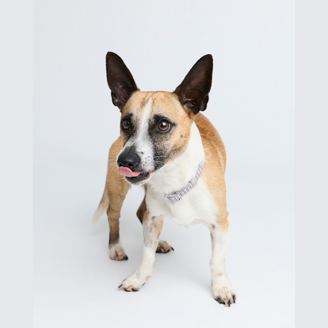 Photo of Arlo