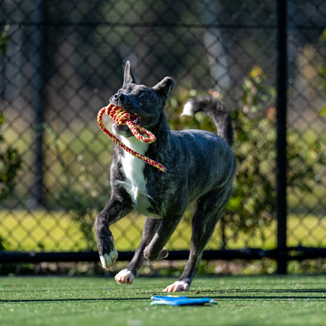 Photo of Sharpay Imp 957