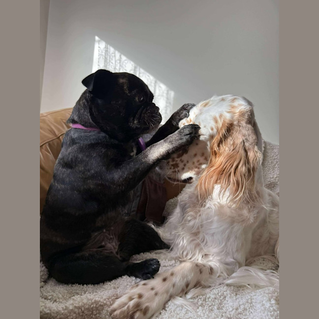 Photo of 🍇Raisin🍇