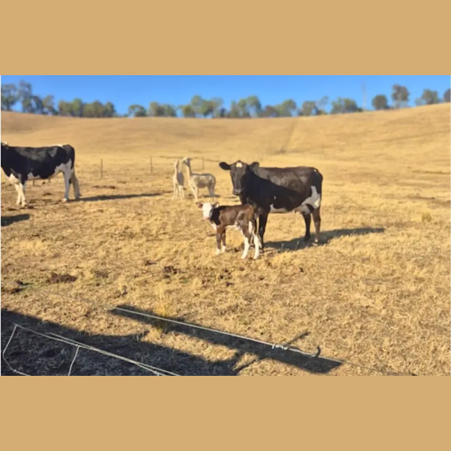 Photo of Willow And Hazel