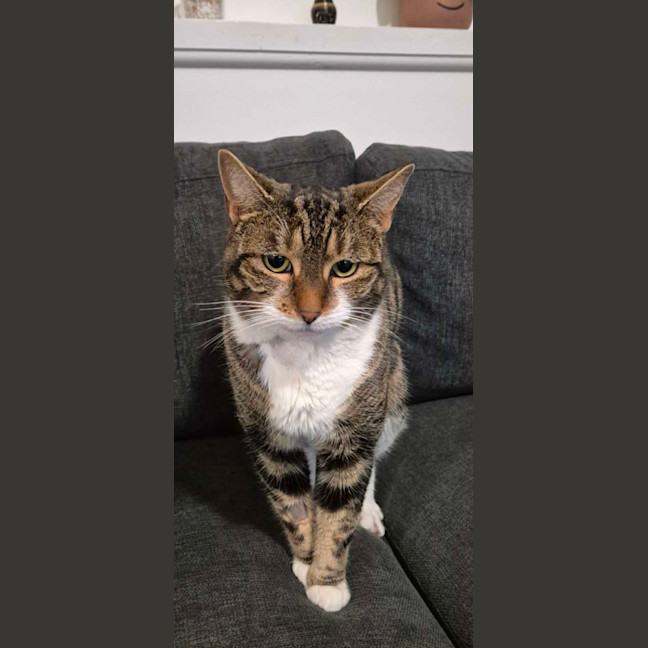 Photo of Violet