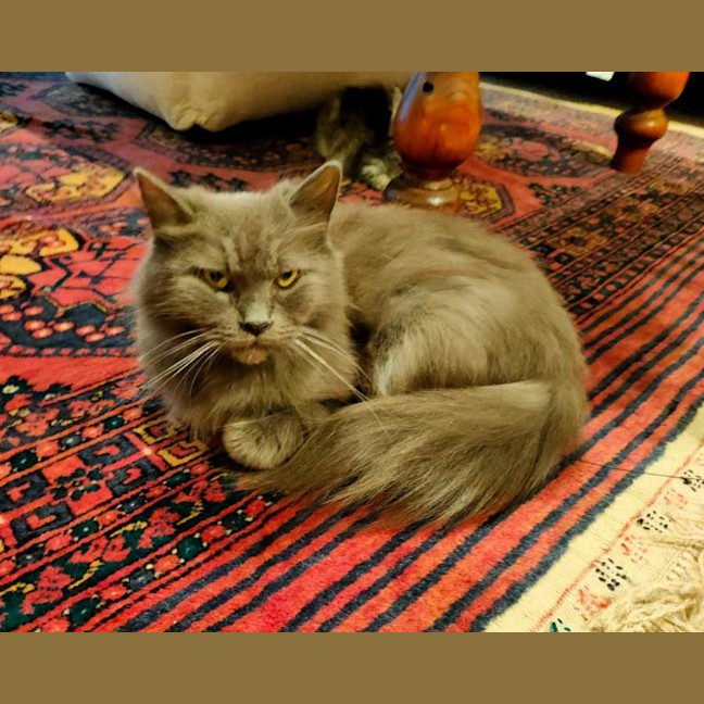 Photo of Willow